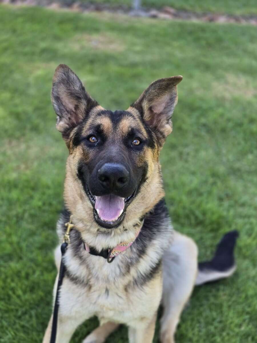 German Shepherd for adoption image 1