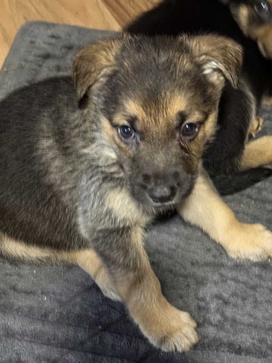German shepherd puppies ready 12/20/2025 image 15