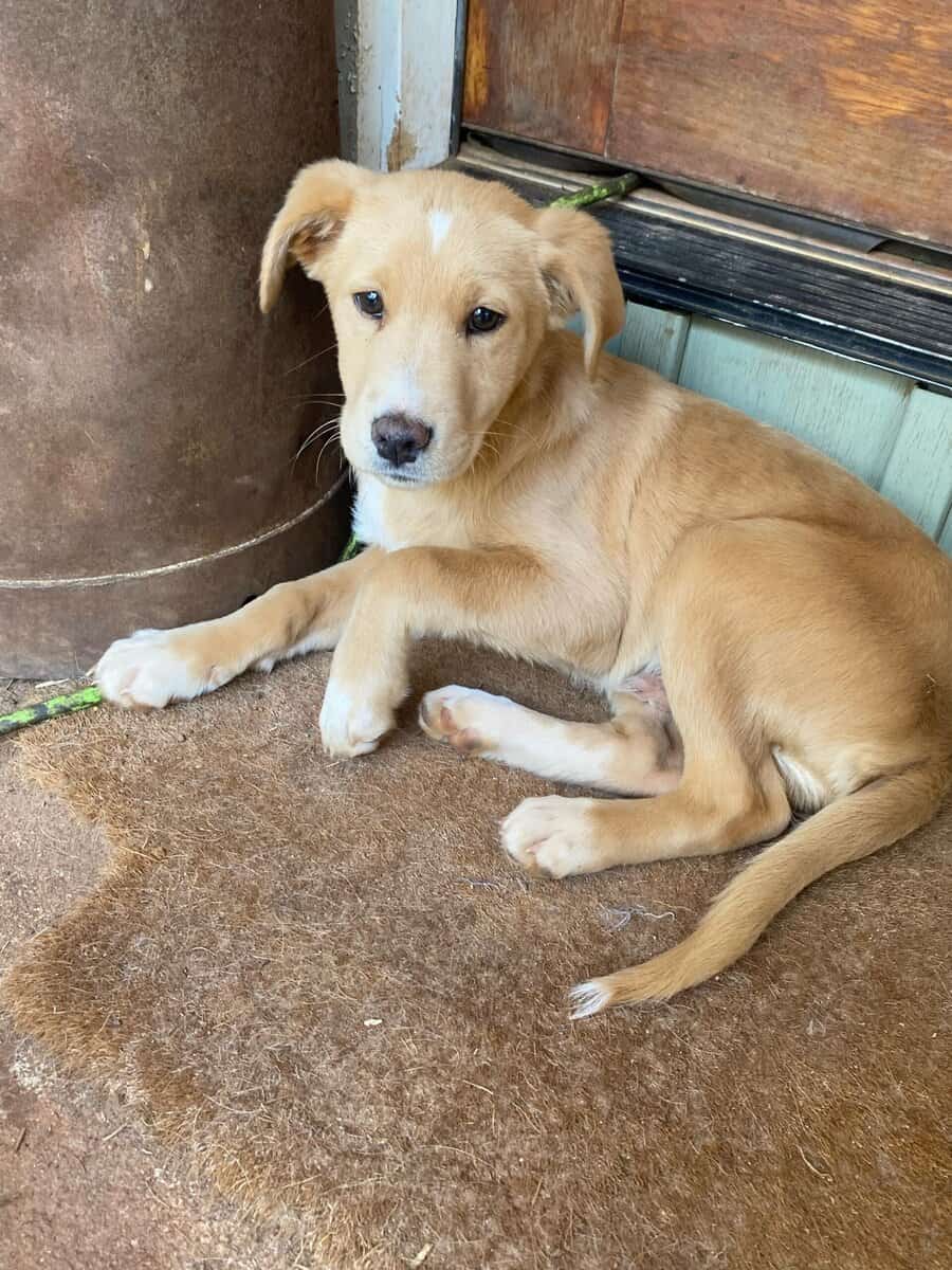 Puppies image 3