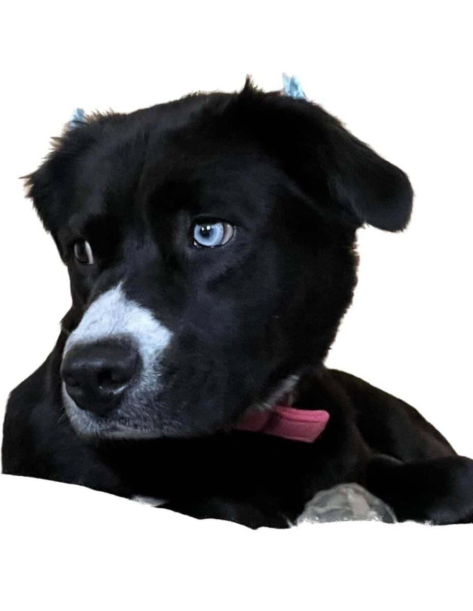 Beautiful young Boarder Collie image 2