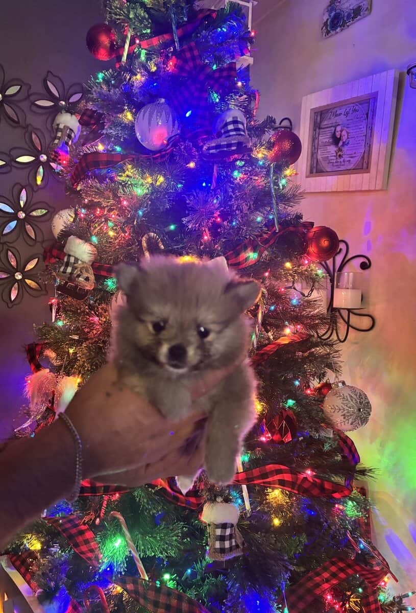 Pomeranian puppies image 3