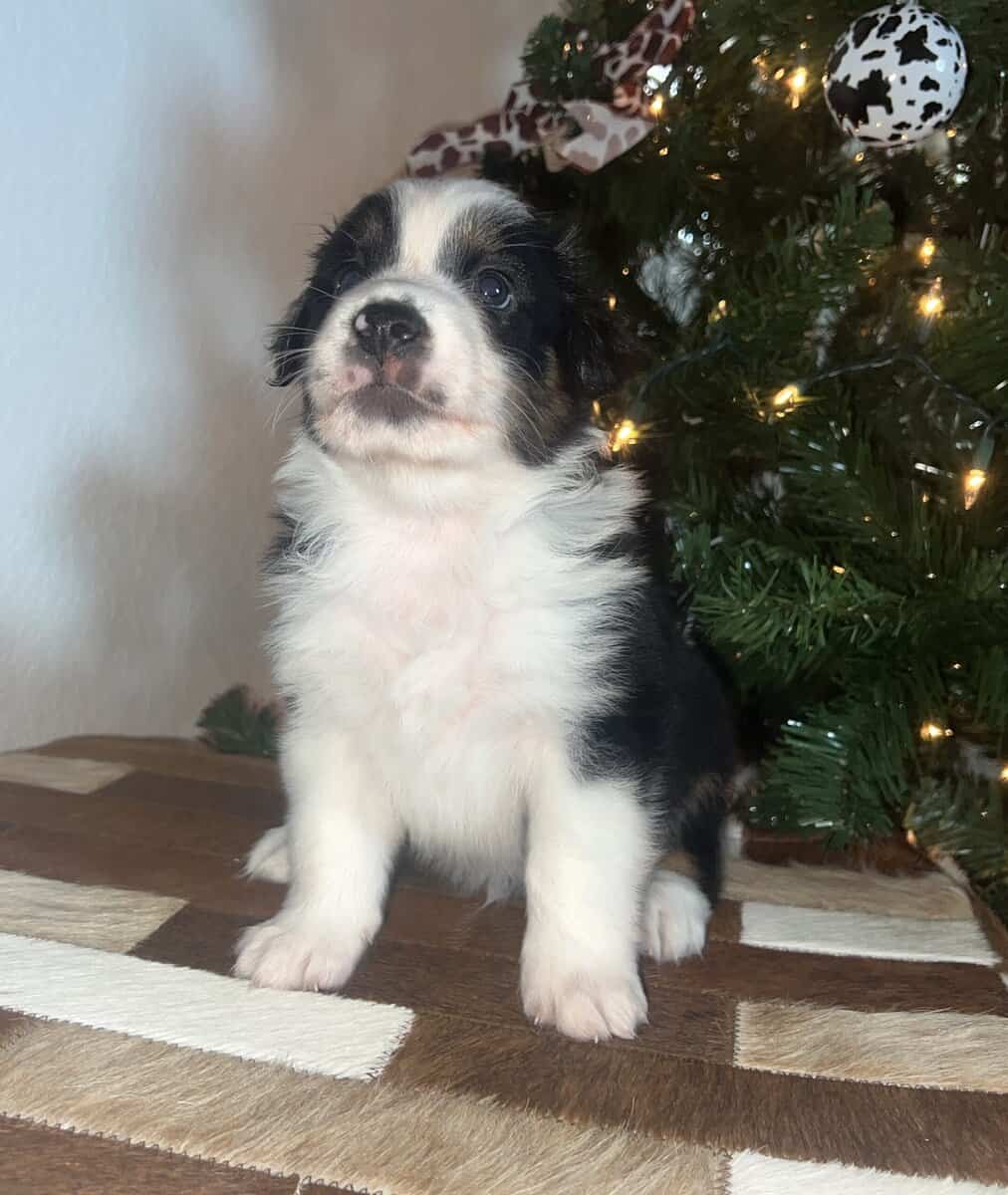 Toy/mini Aussie image 2