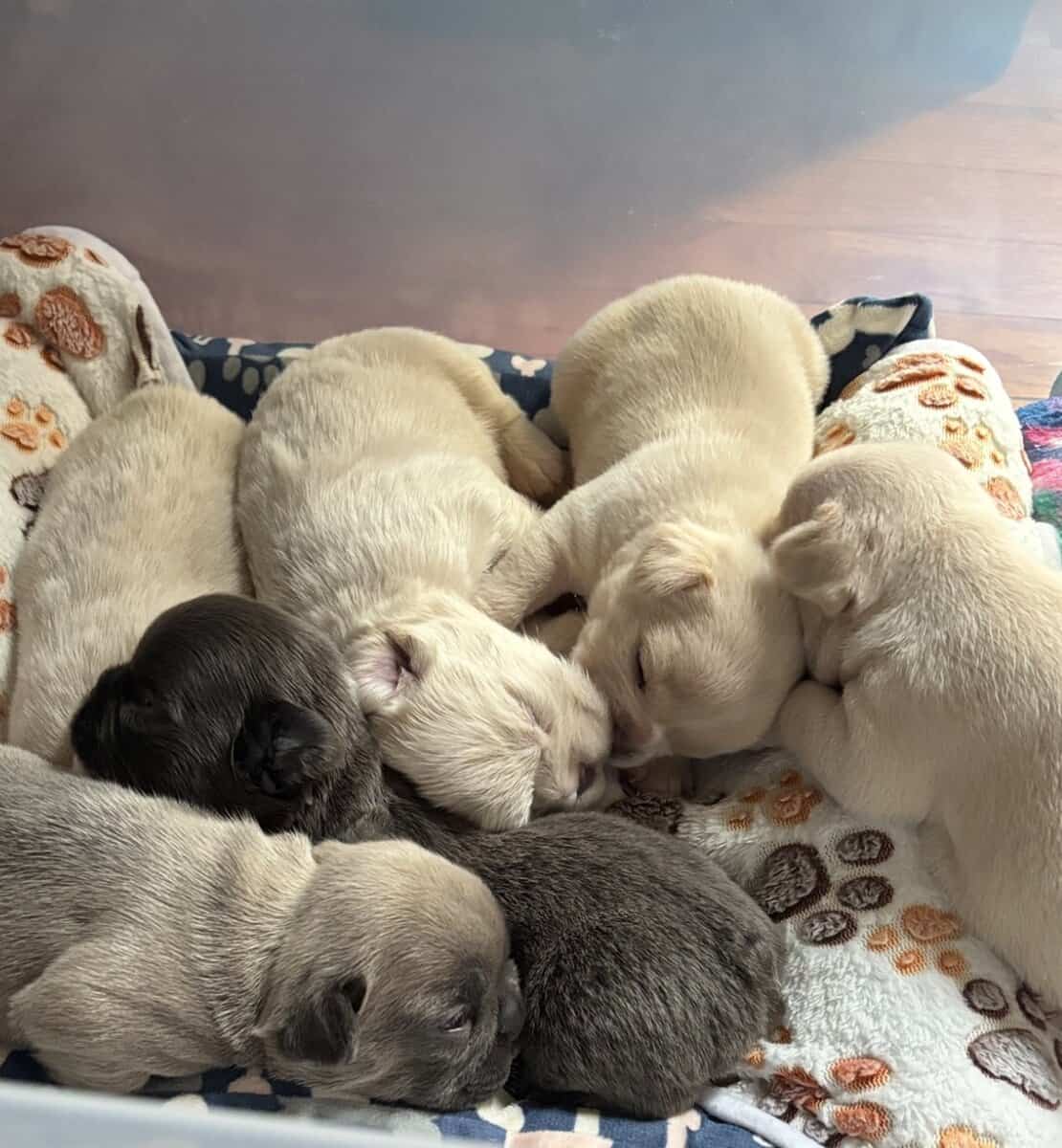 French Bulldog Puppies image 1
