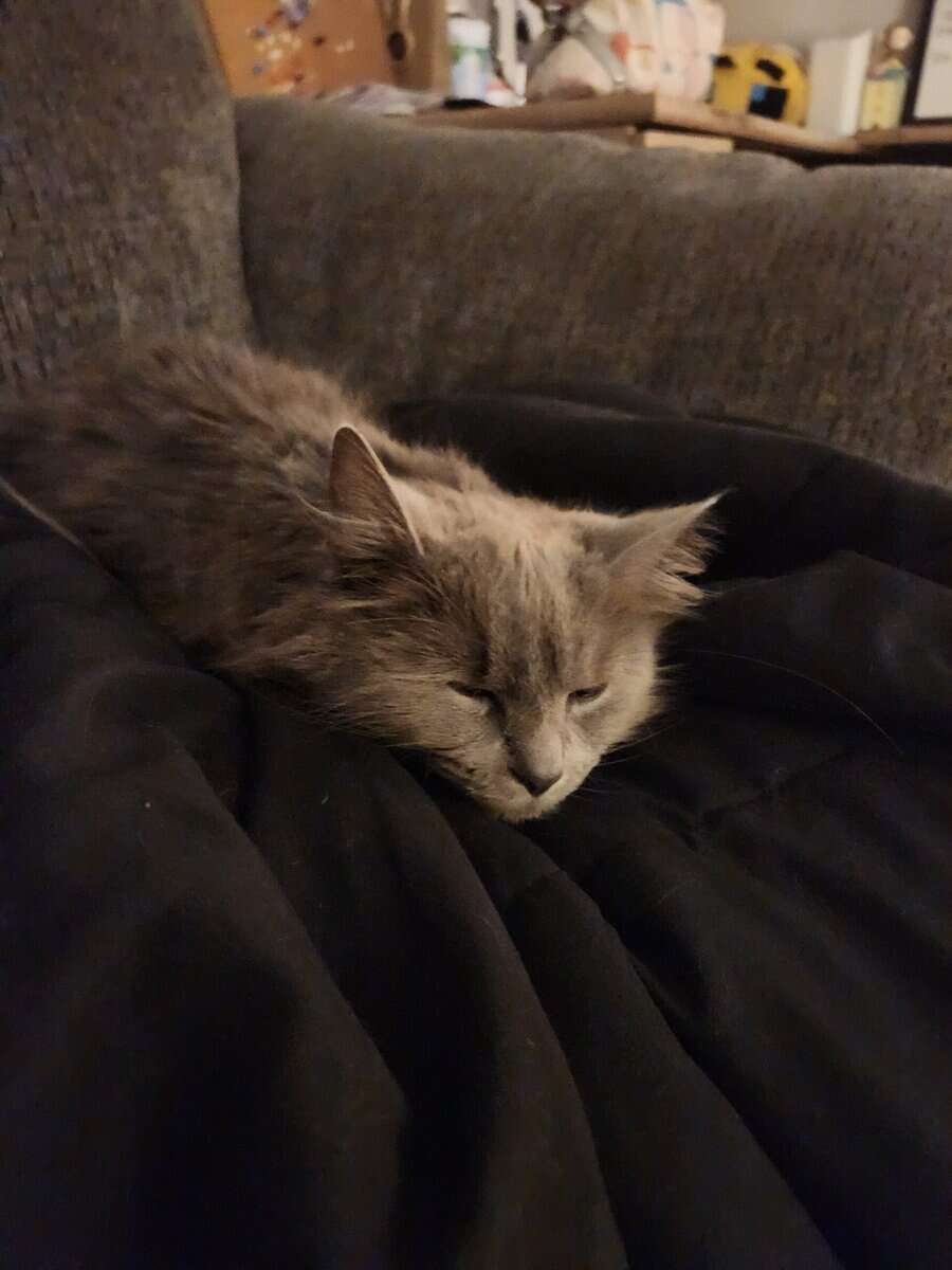 Long haired Grey cat 1 year old image 1