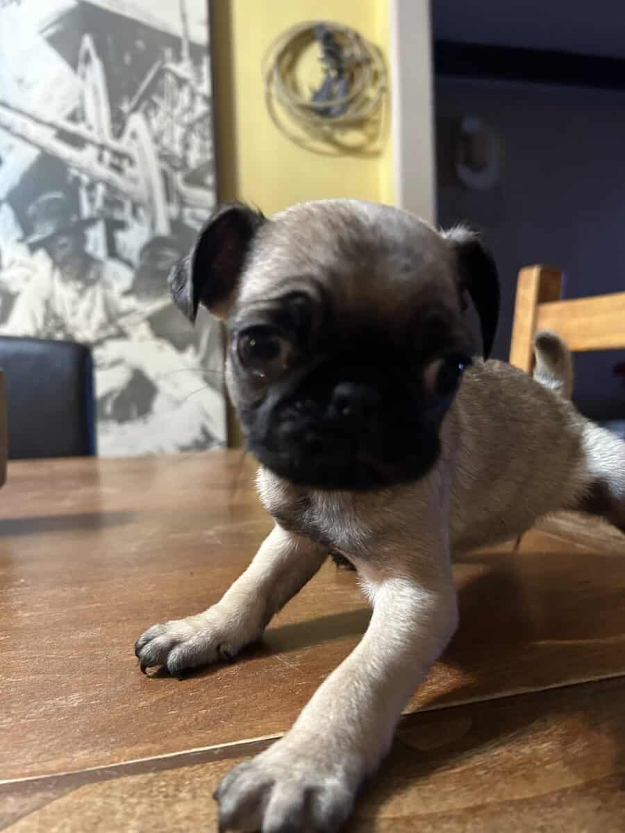 Puggies image 2