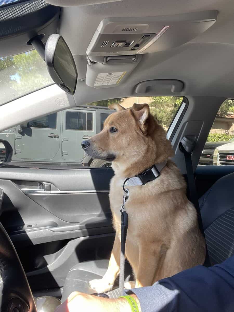 Beautiful Dog looking for forever home image 4