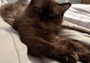 Ragdoll looking for her forever home