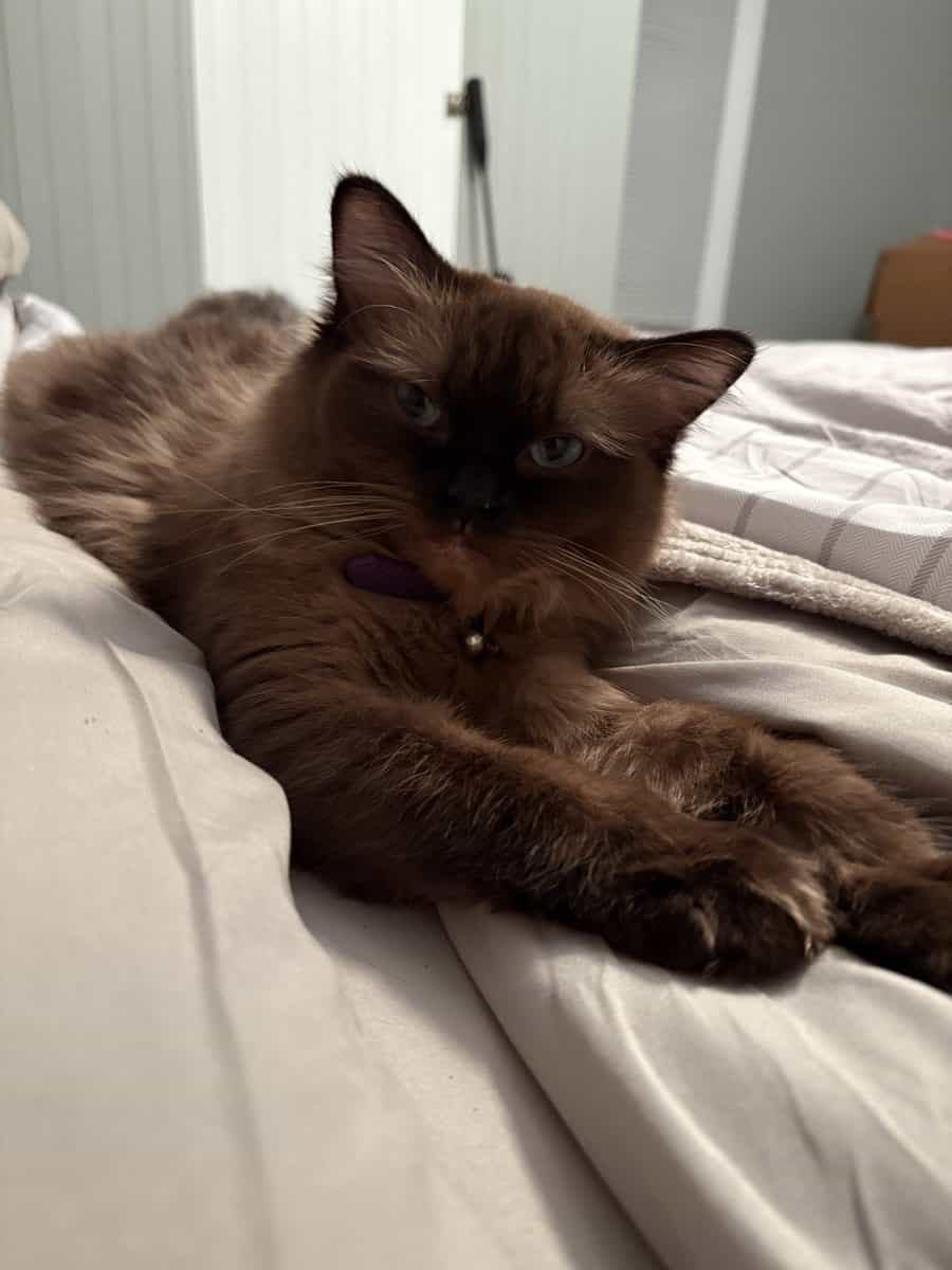 Ragdoll looking for her forever home image 2
