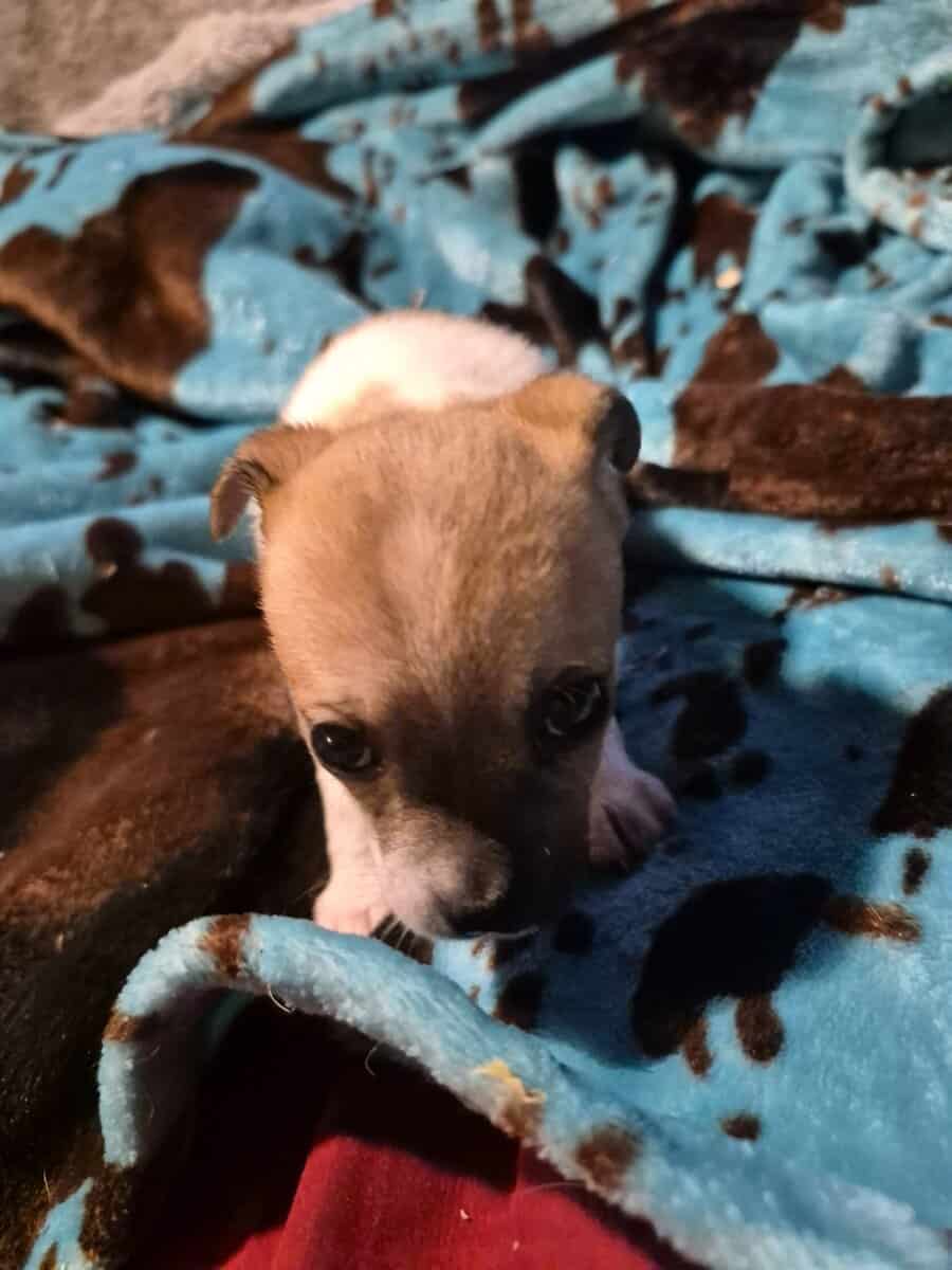 Chichuha puppies image 5