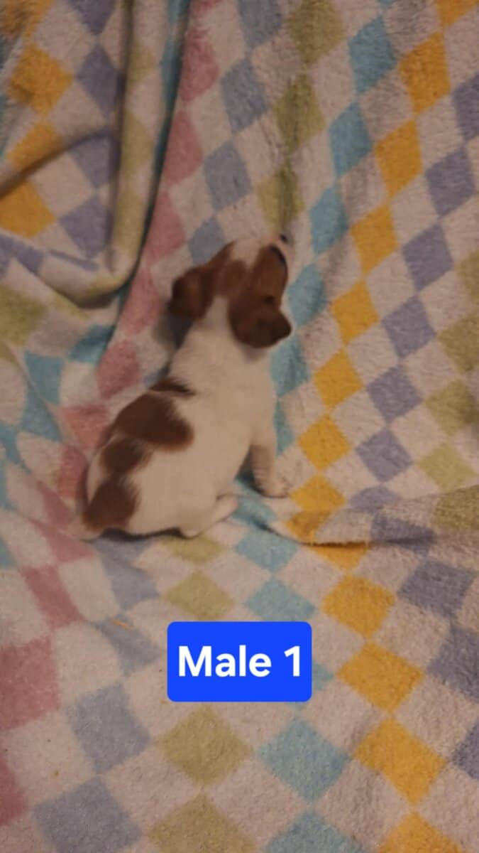 Ckc registered image 8