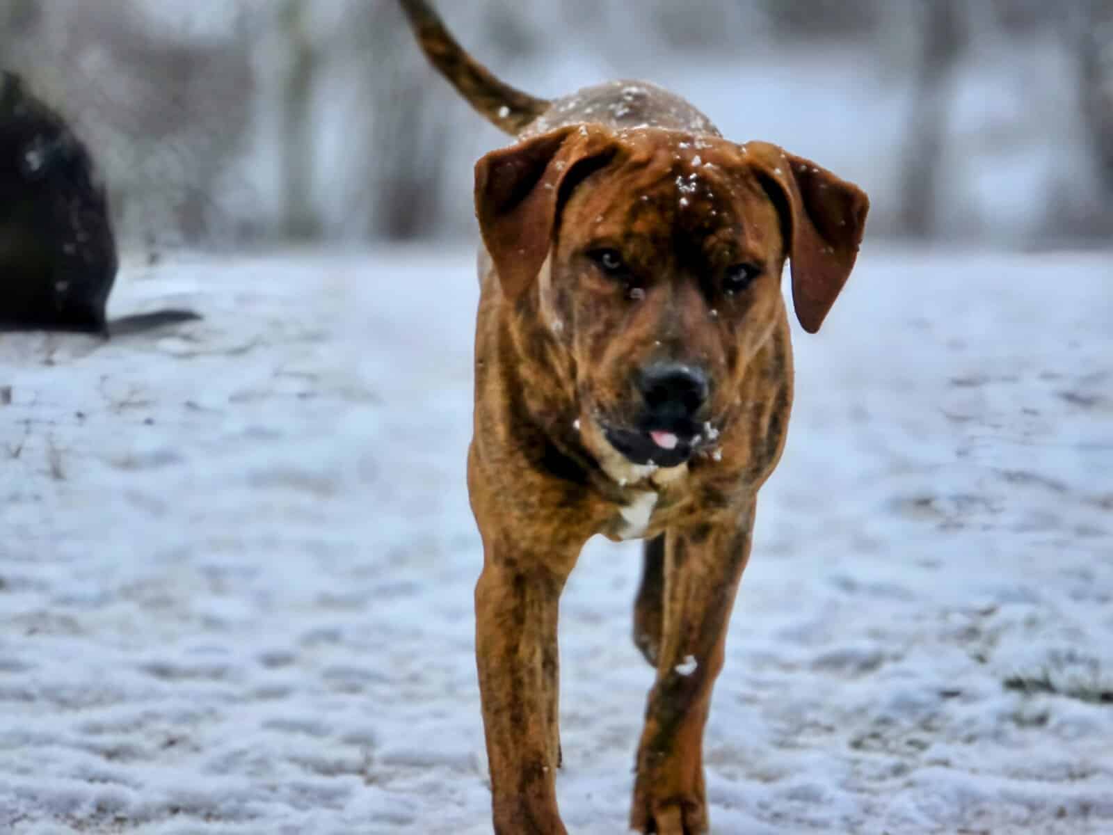 10 young mutts in search of forever homes image 19