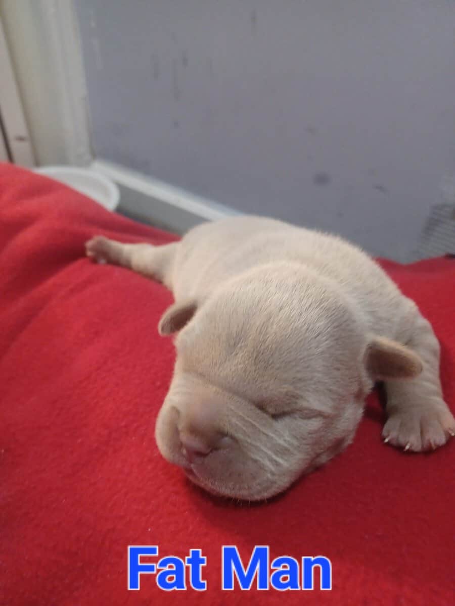 Micro Bully Pups image 2