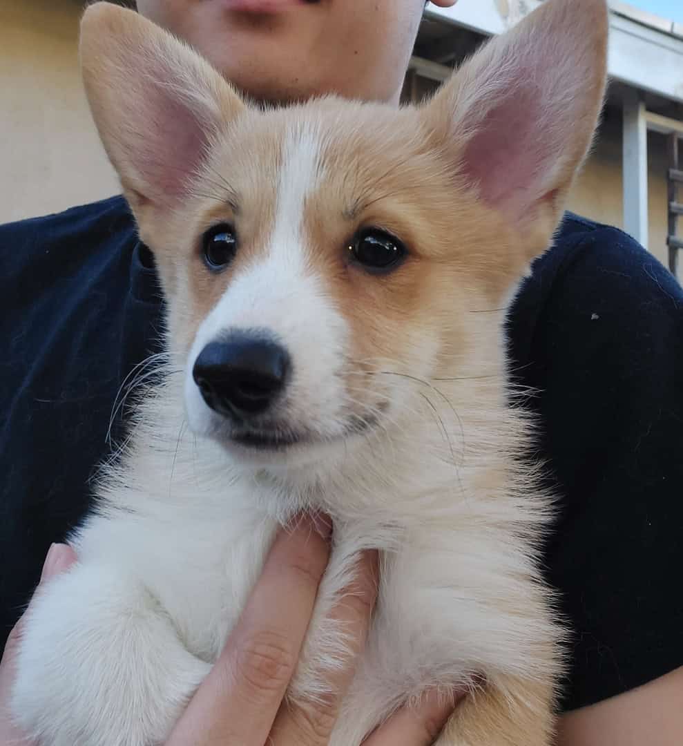 Corgi Puppies image 1