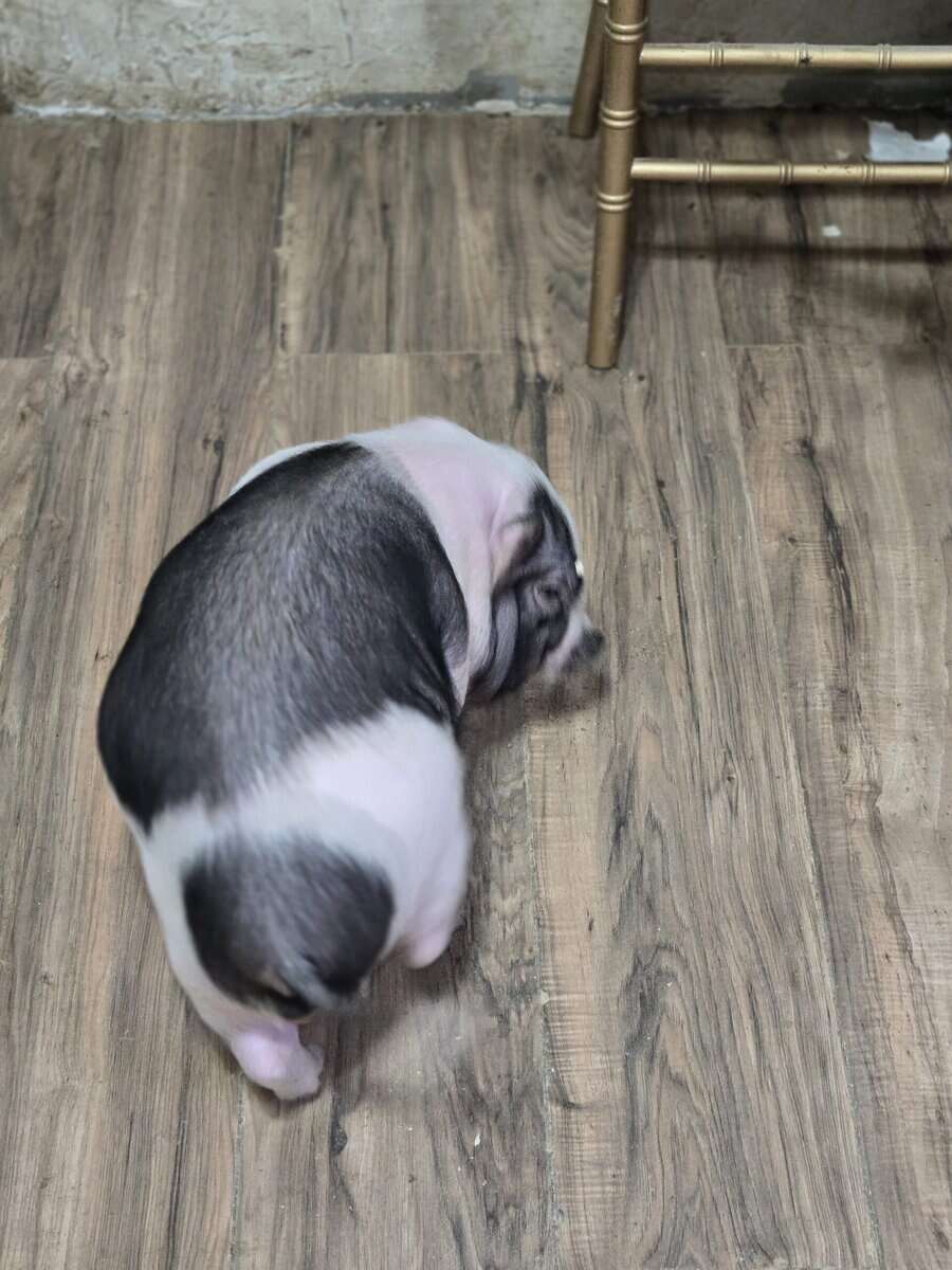 Pet piggies image 3