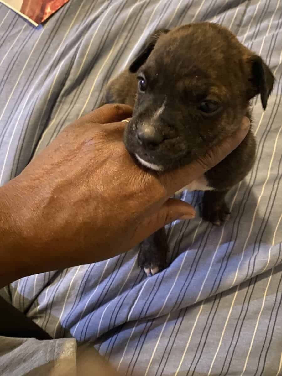 Bully mix image 8