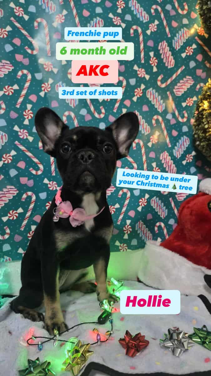 AKC French bulldog puppies (females) image 2