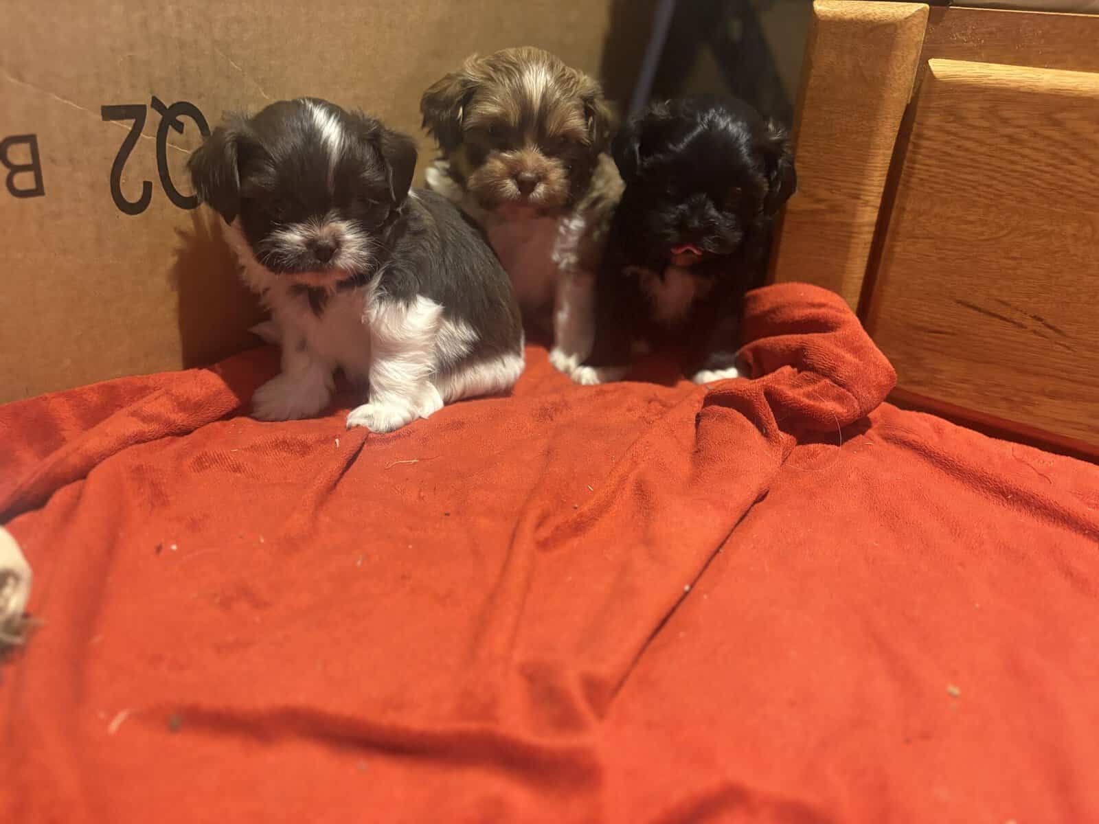 Shih poo image 1