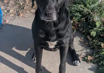 Your new best friend- Anbu