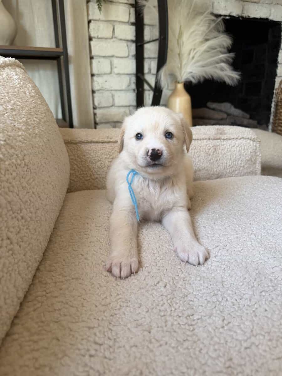 Purebred Golden Retriever Puppies For Sale! image 1