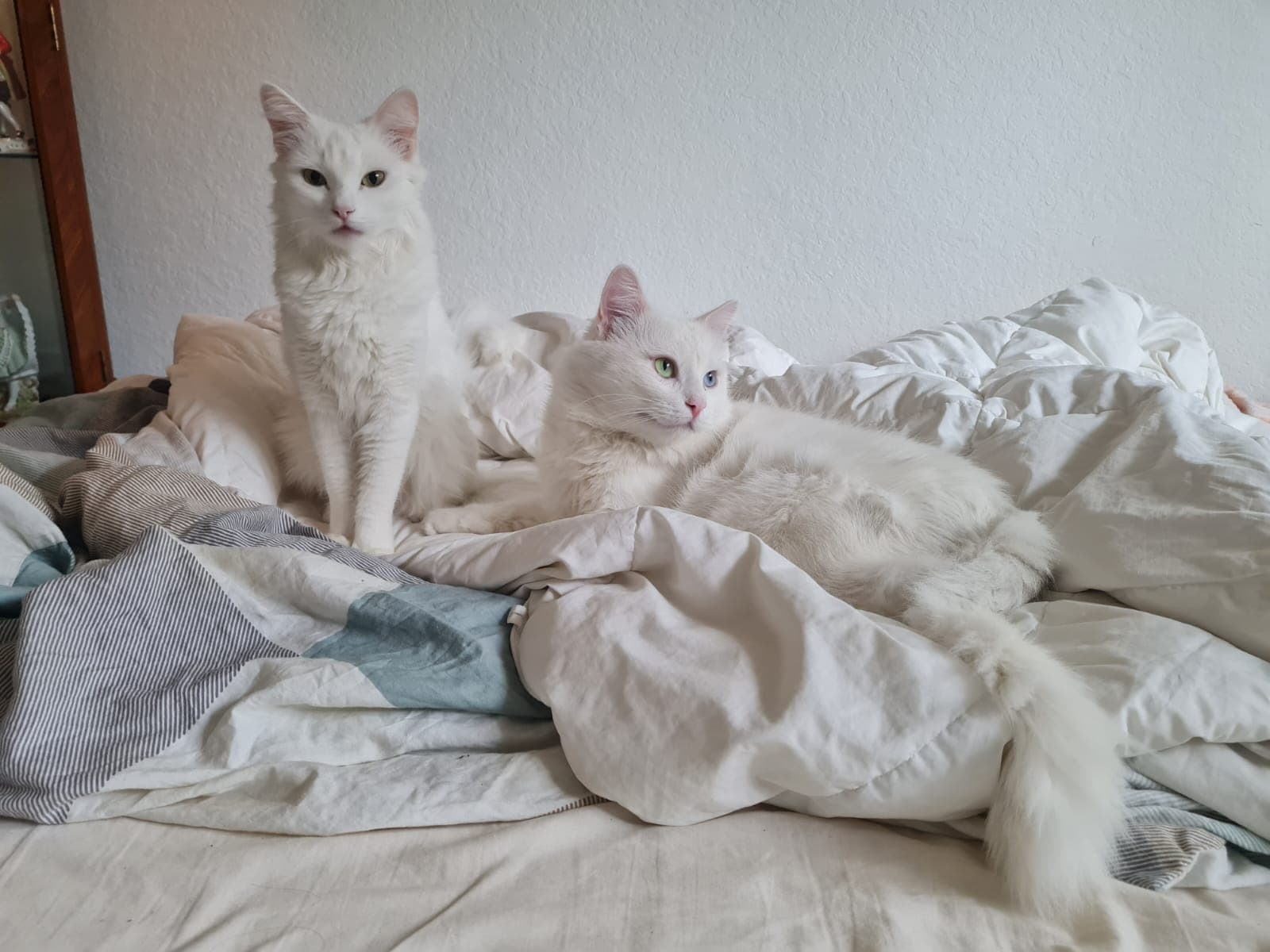 Turkish Angora Kittens image 10