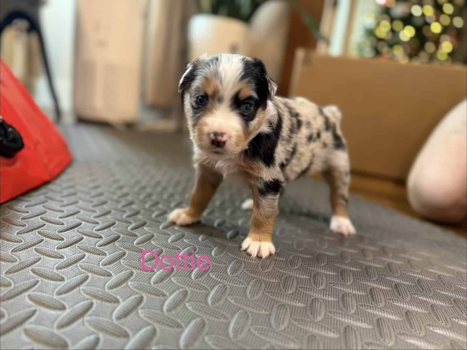 Mini Australian Shepard Puppy image 1