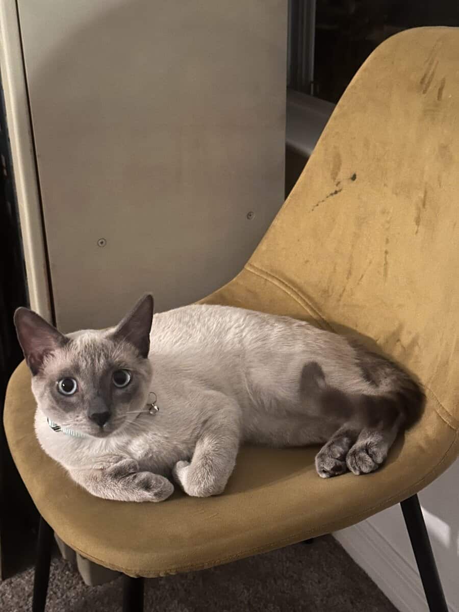 Blue Point Siamese for sale image 3