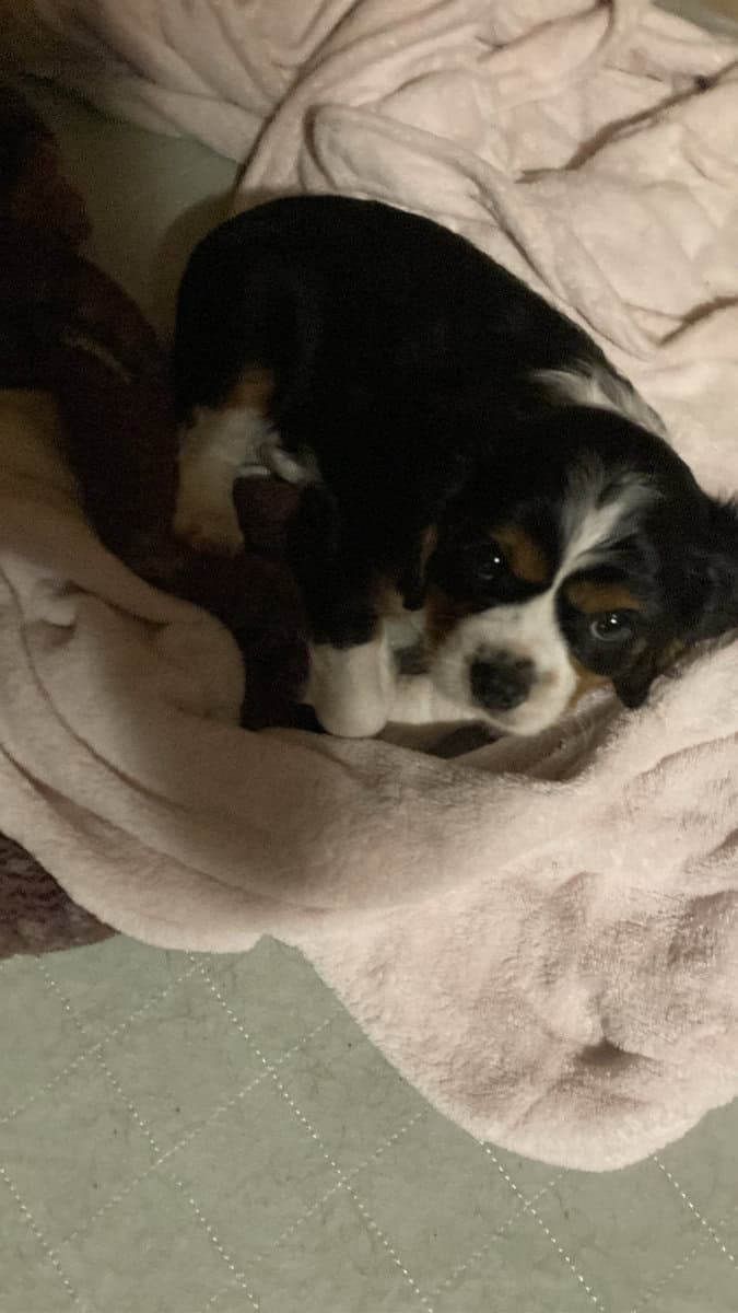 Cavalier puppies AKC tri color image 4