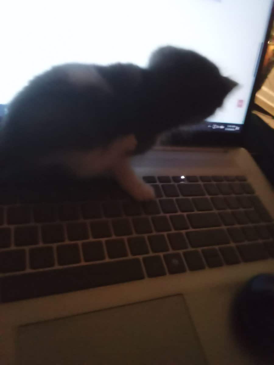 Grey and White Kitten 4 weeks old image 1