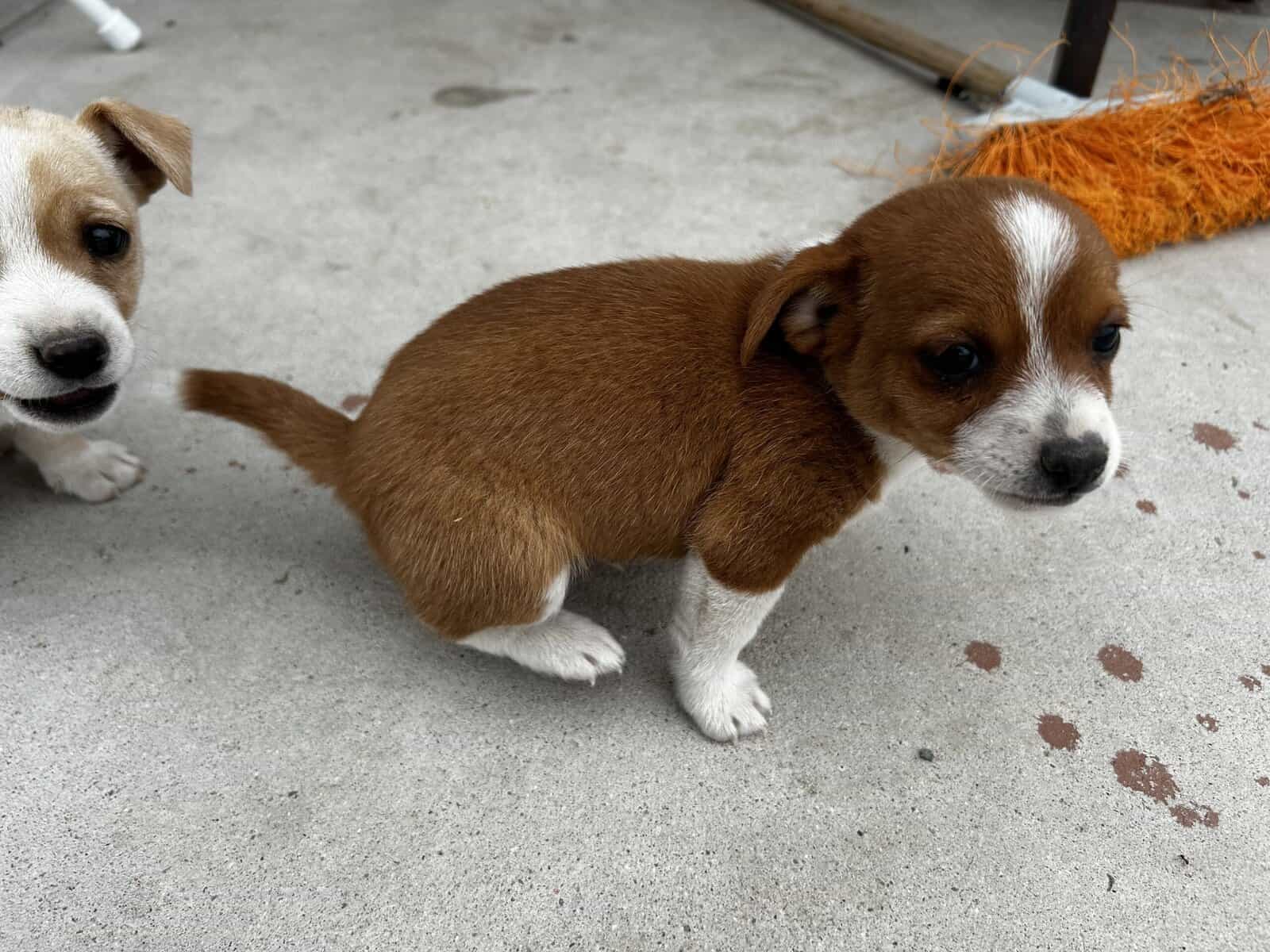 Chihuahua puppy image 5