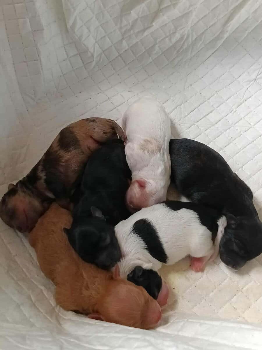 Maltipoo puppies image 1