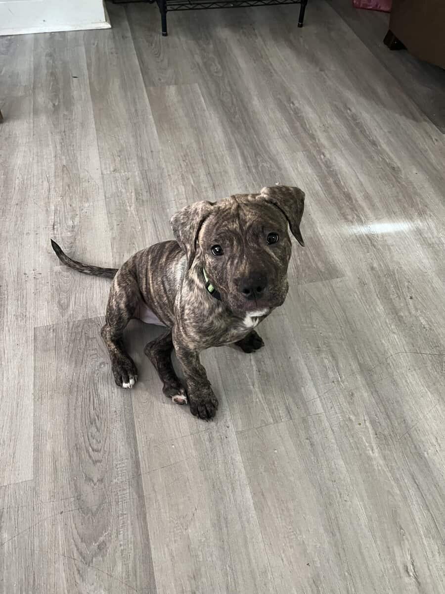 Female pitbull puppy for sale image 8