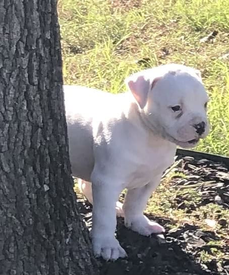 American Bulldog puppies image 5