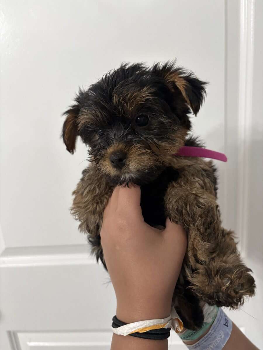Yorkies image 6