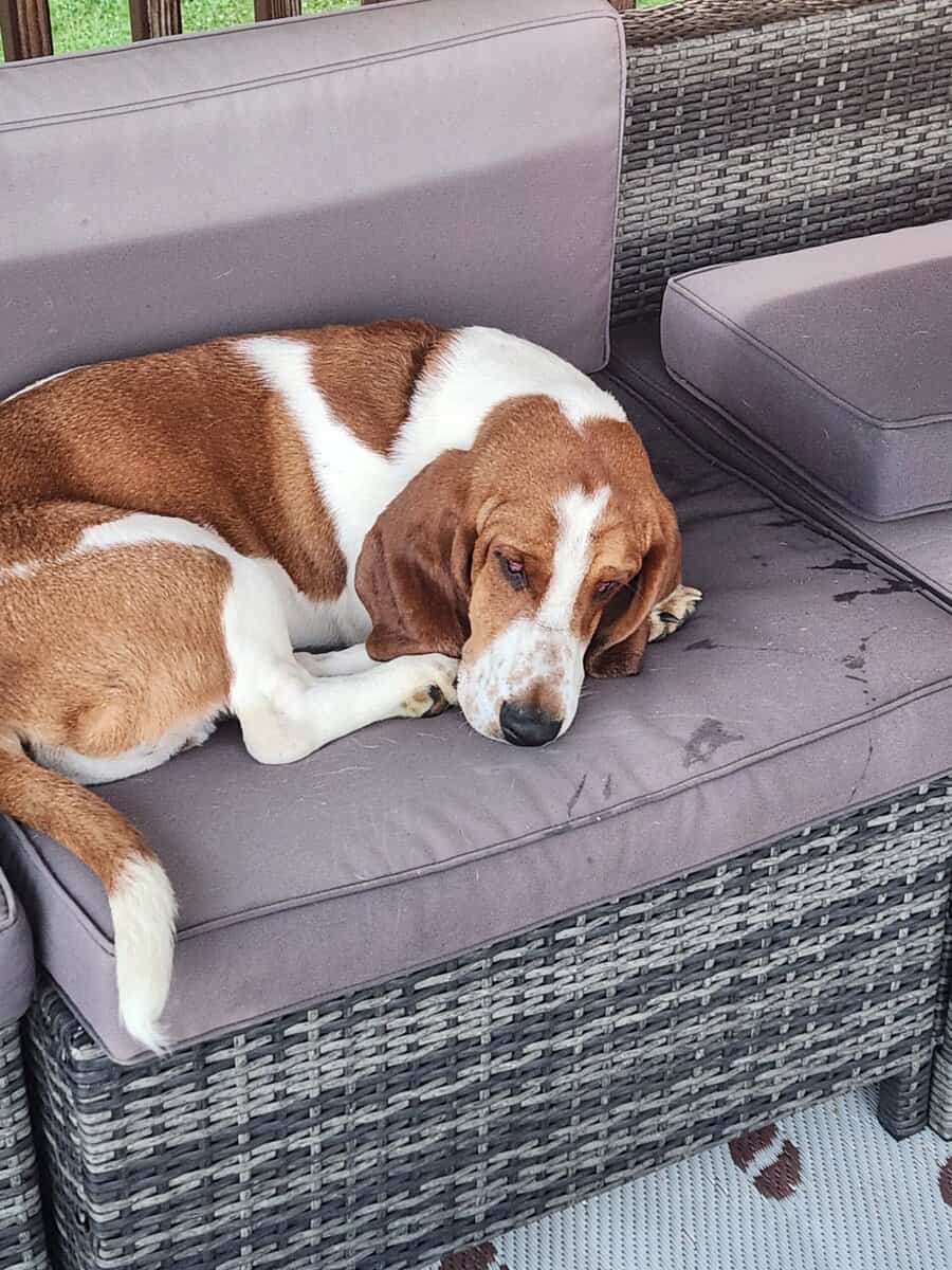Male bassett hound one yr. Old neutered free to a image 1