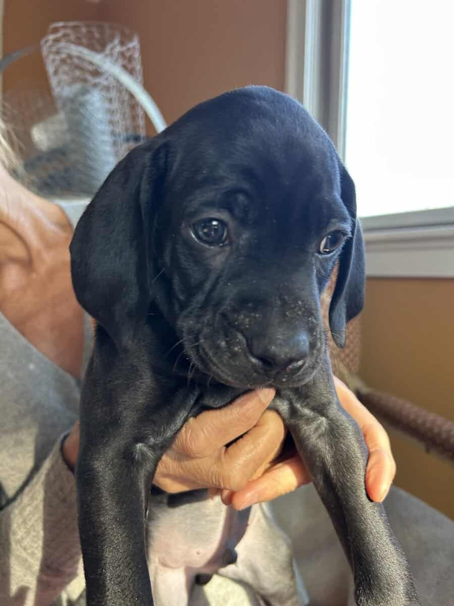 Boweimer pups image 5