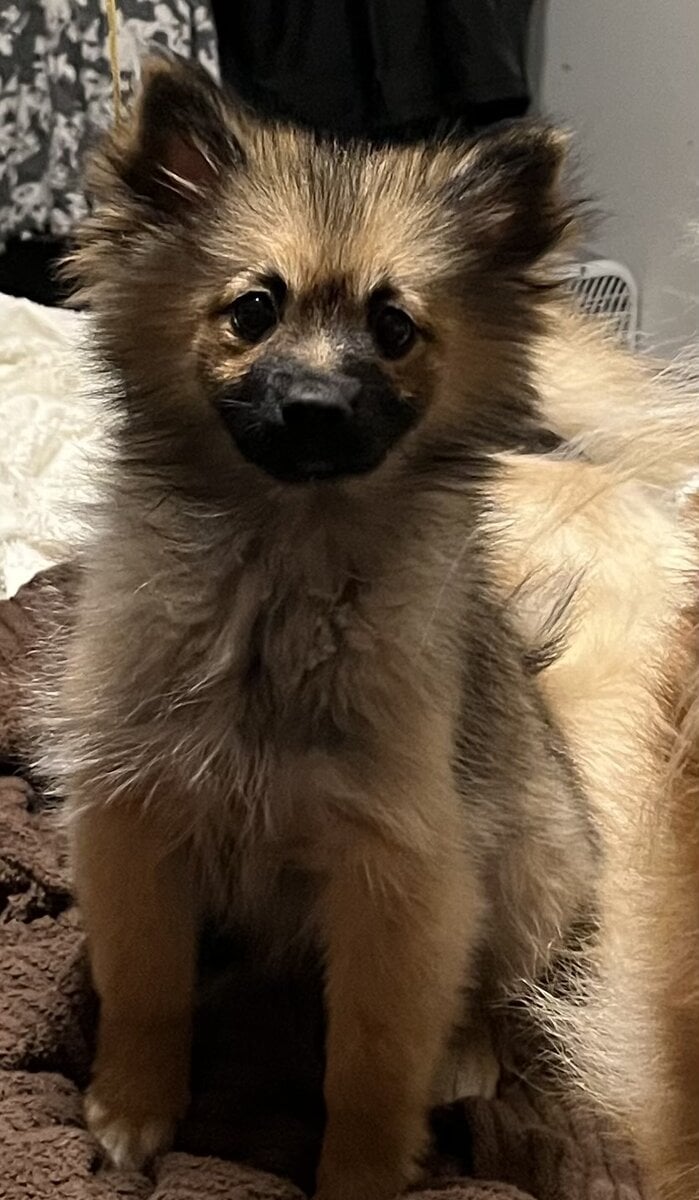 choice of 2 Pretty little girl Poms image 2