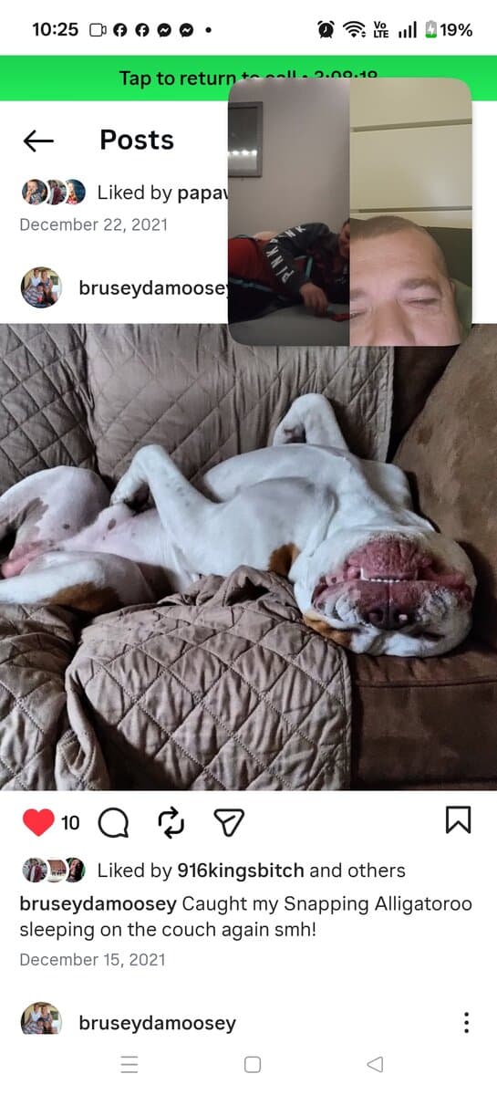 Levitt bulldogge / French bulldog hybrids image 2