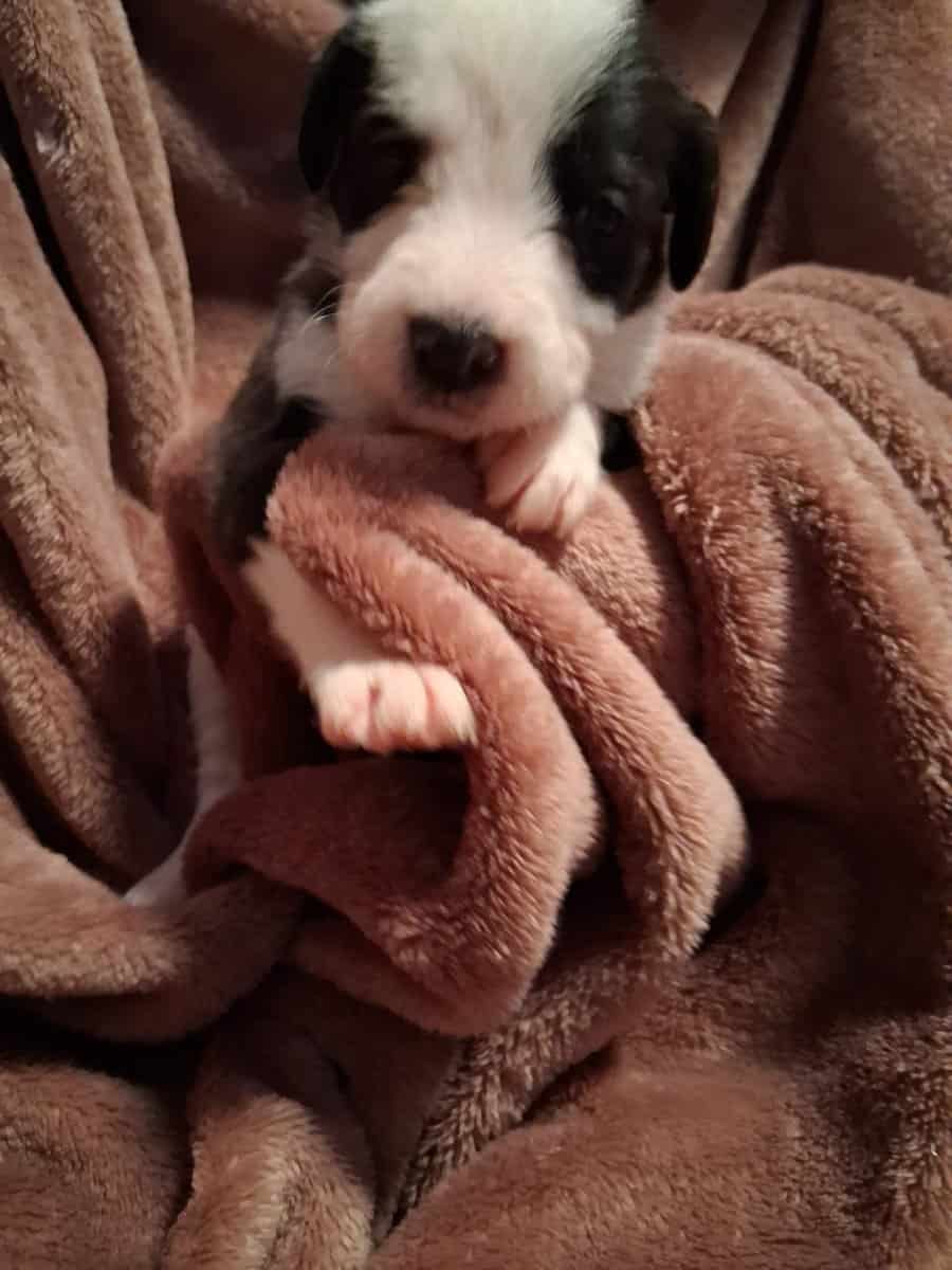 PITOODLE PUPPIES image 8