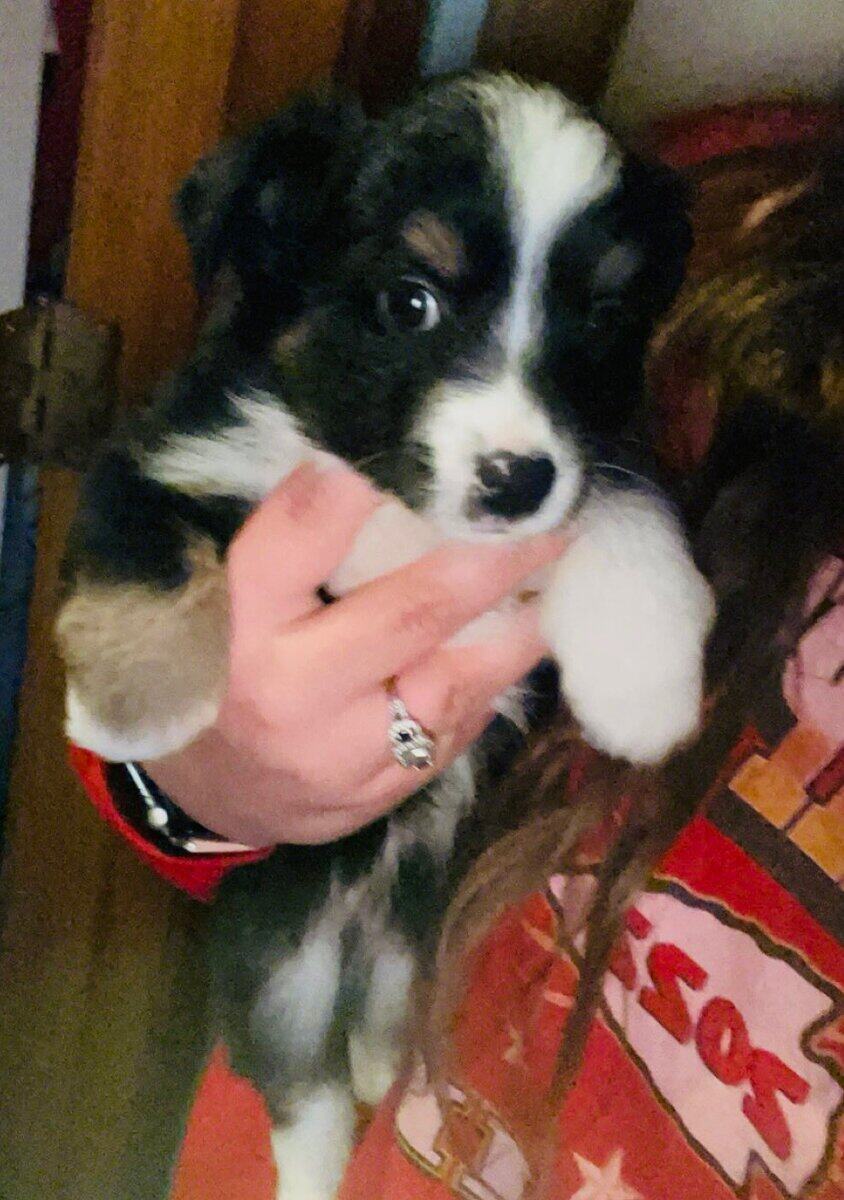 Minnie/toy aussie image 2