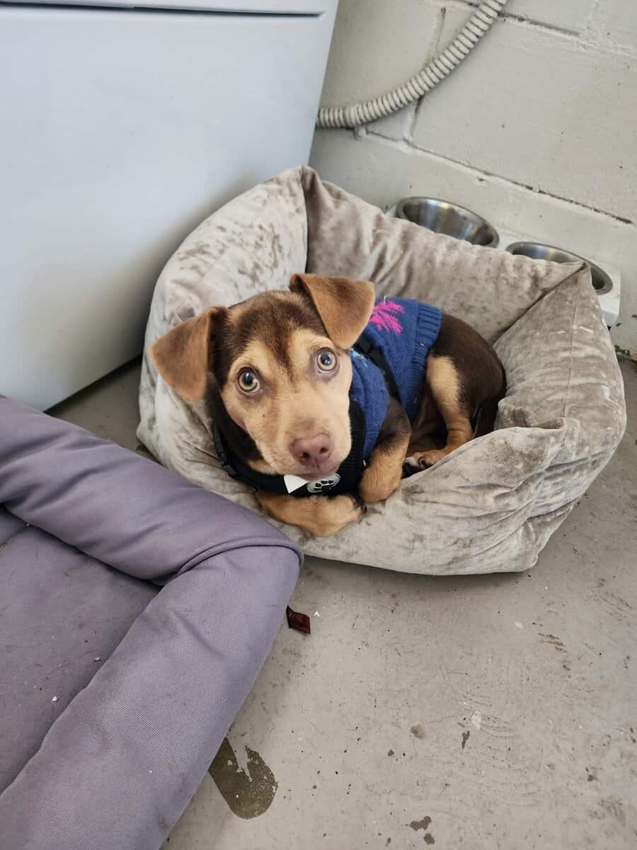 CHIHUAHUA DACHSHUND PUPPY image 2