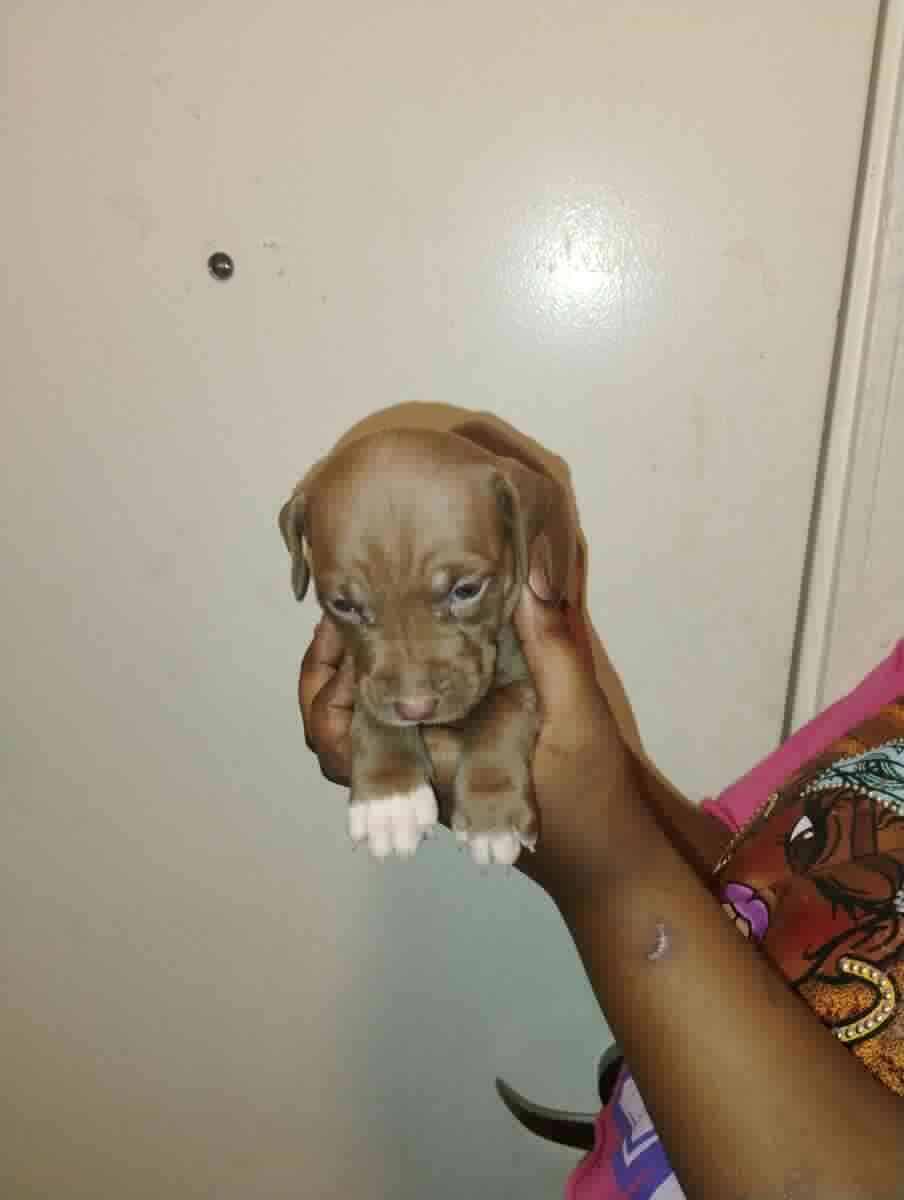 Corso pit mix image 8