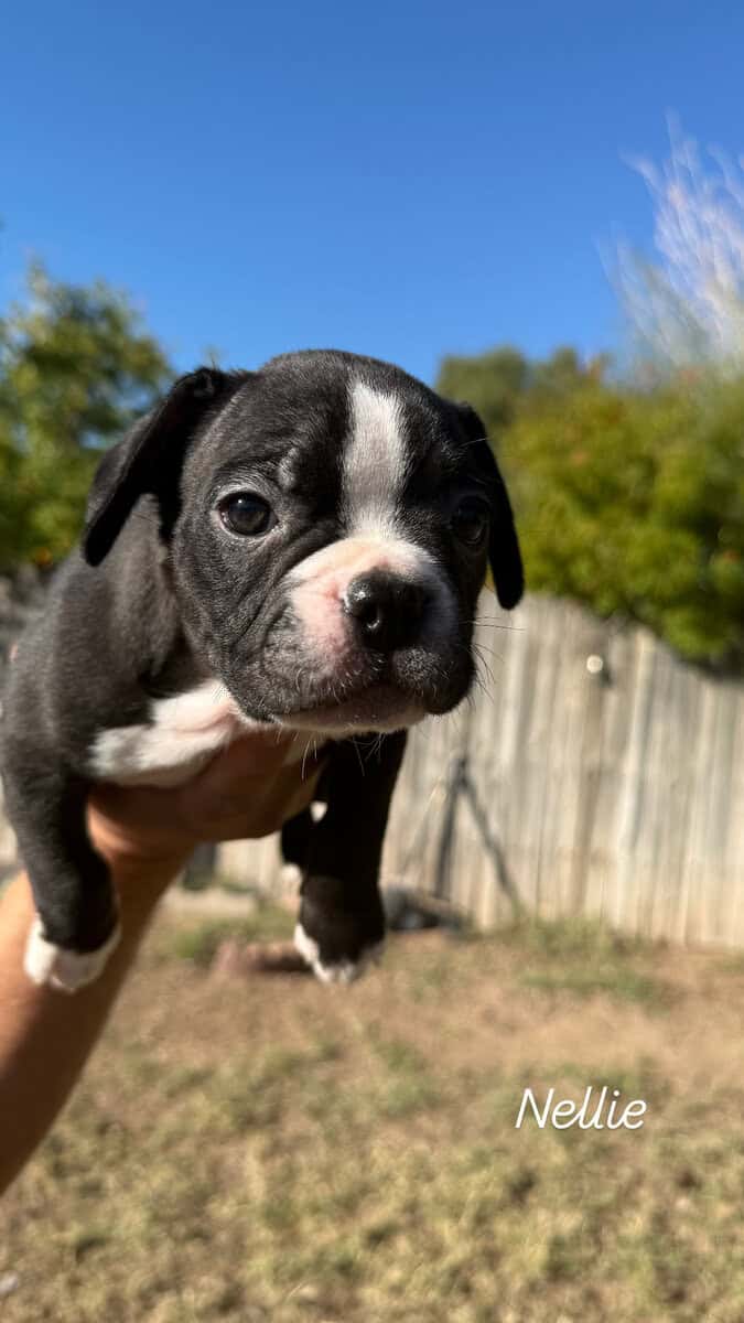 Frenchton puppies image 3