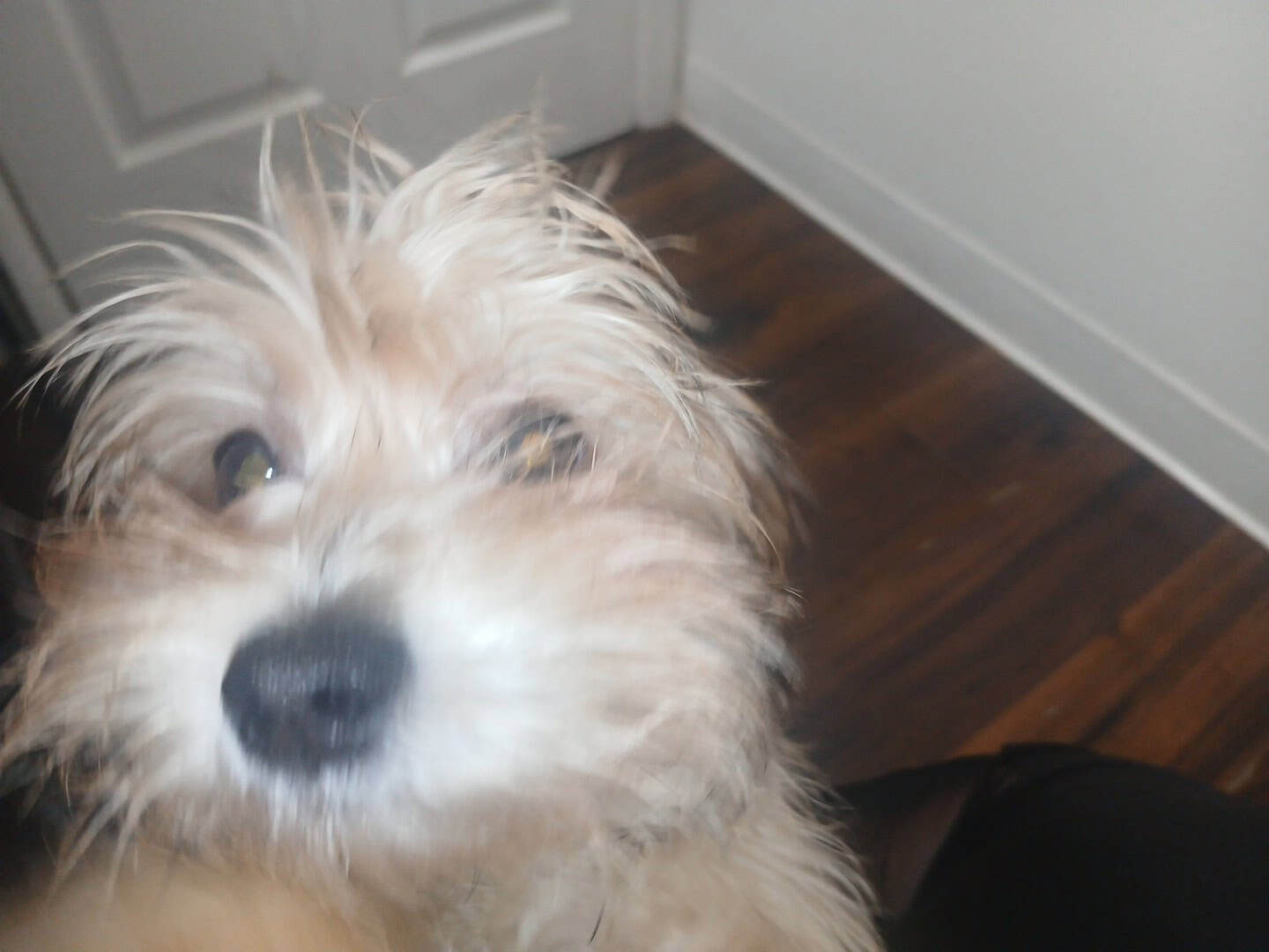 Meatball -MaltipooTerrier image 4