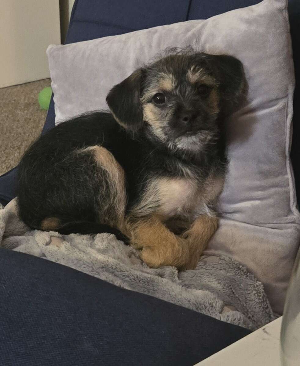 Chiweenie/Maltese Puppy image 3