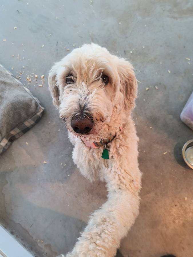 Goldendoodle (Female) image 3
