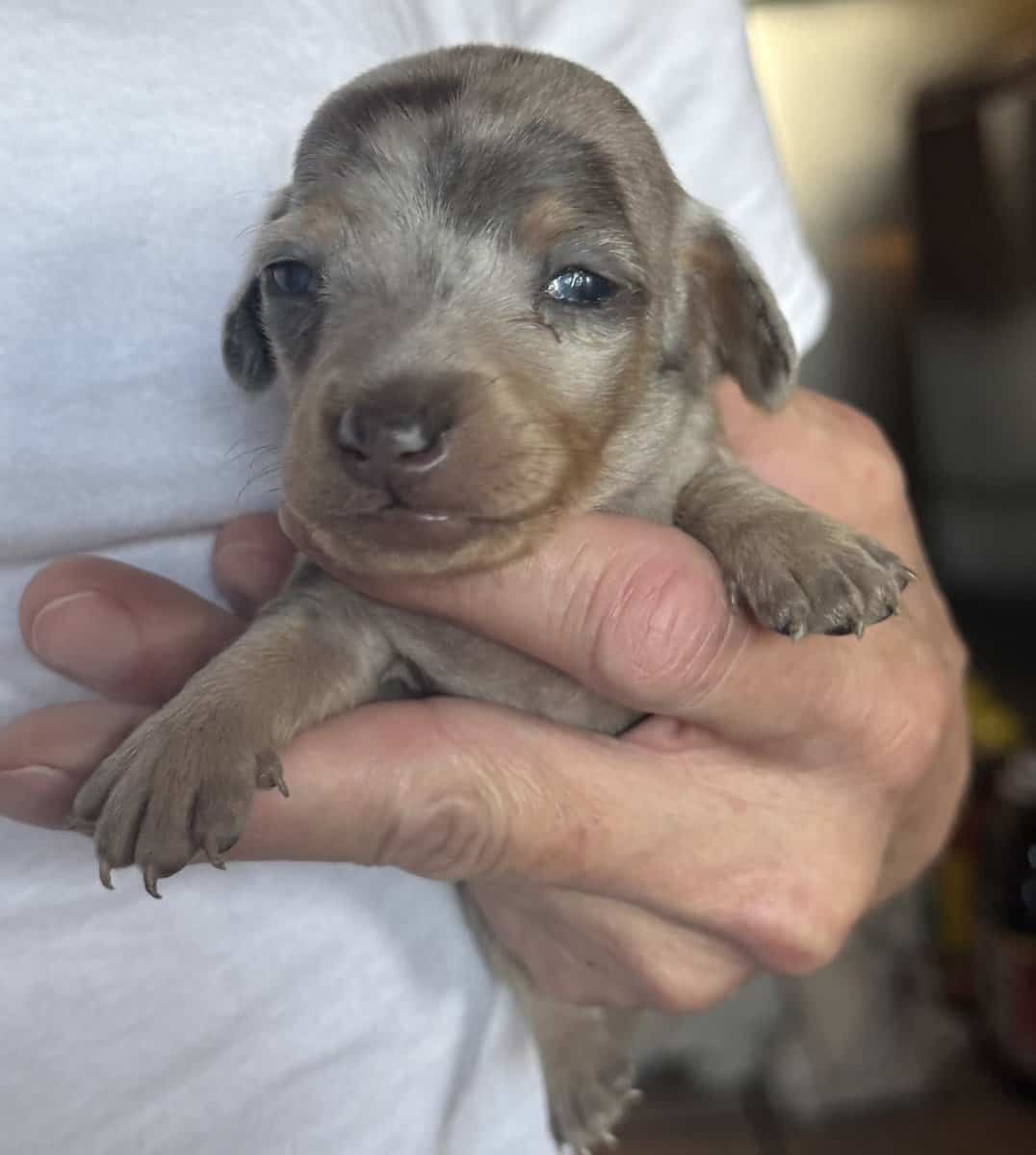 AKC Dachshund puppies image 3