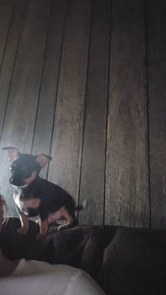Chorkie puppies ♥️ image 3