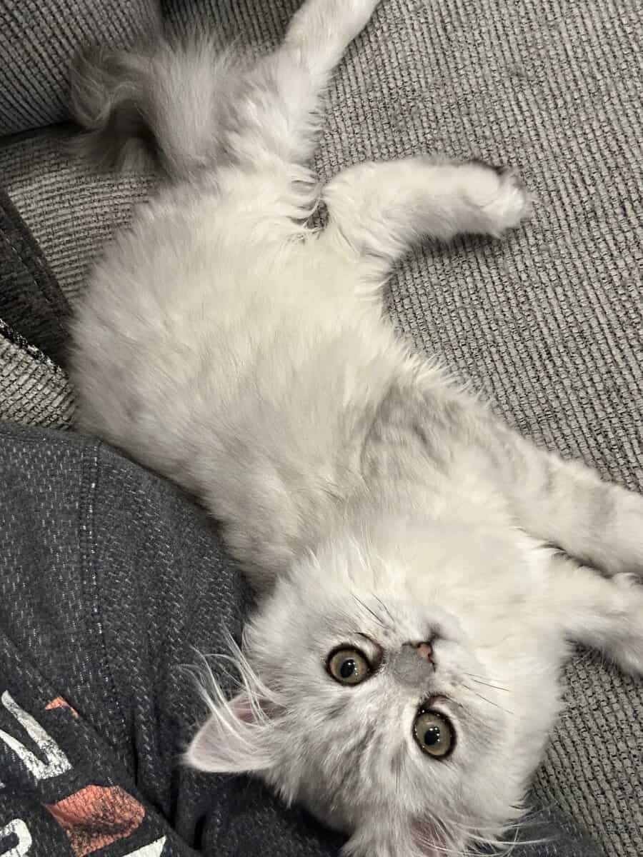 Two cats female and male 6 months old Persian image 9