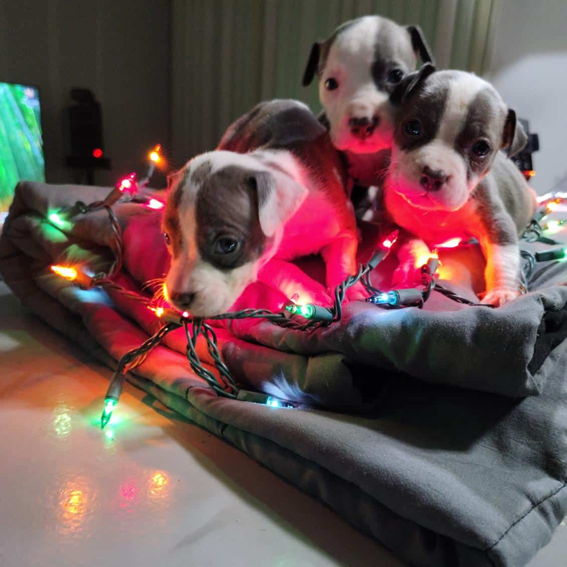 Pitbulls Hybrid puppies image 1