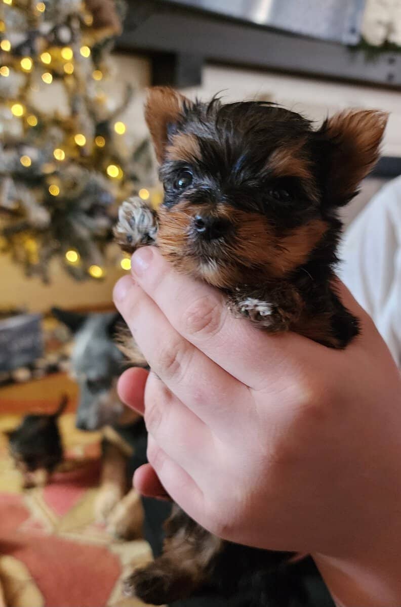 Teacup Yorkshire Terriers image 3